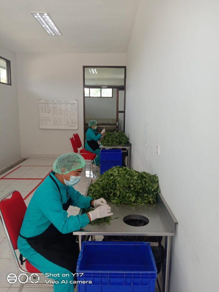 produksi obat - sortasi