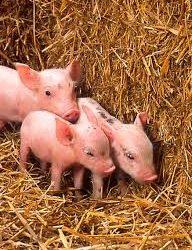 Meningitis Streptococcus Suis