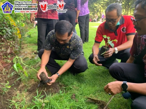 tanam pohon cabai 2024